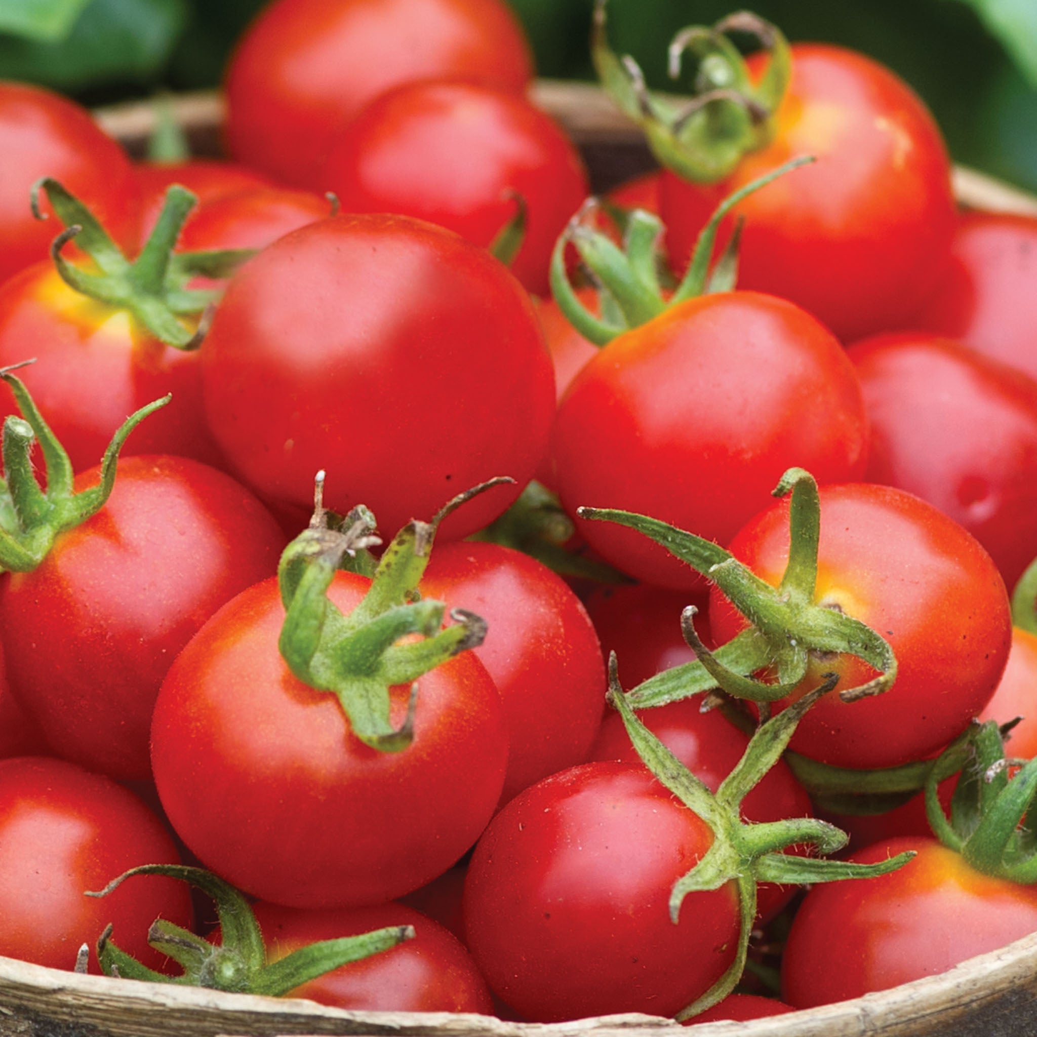Baby Boomer Tomato