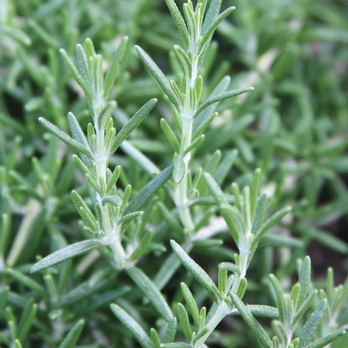 Prostratus Rosemary
