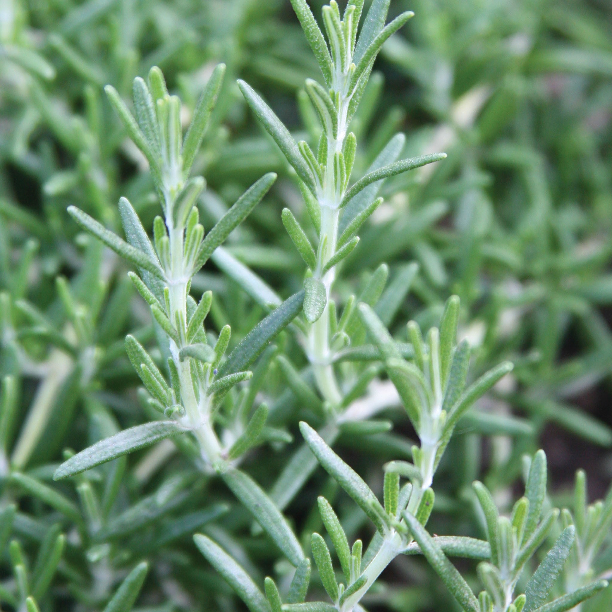 Prostratus Rosemary