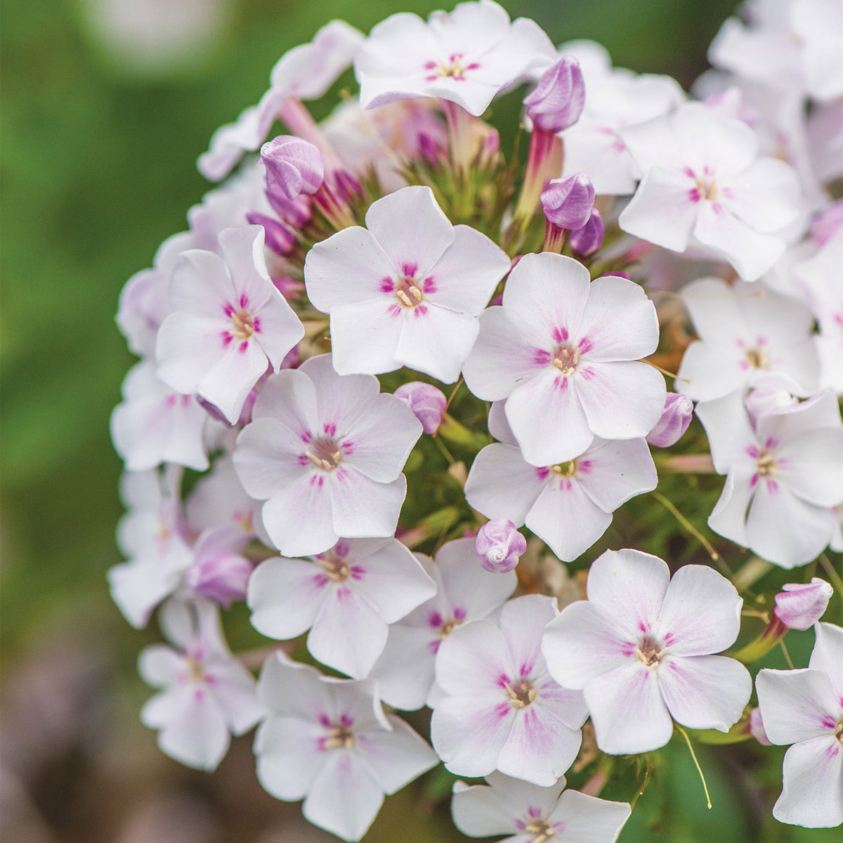 Party Girl Phlox Paniculata