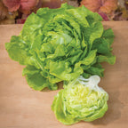 Dynamite Lettuce