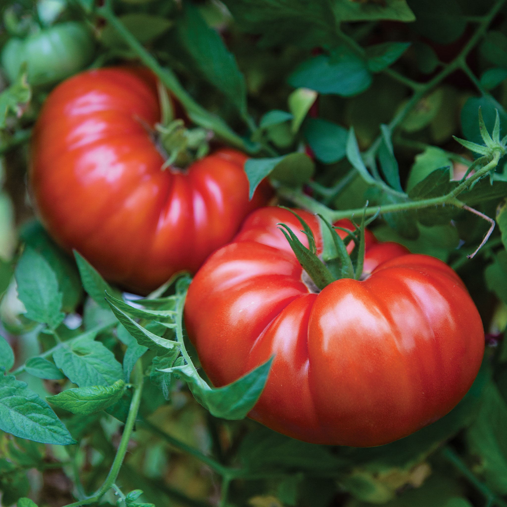 SteakHouse Tomato