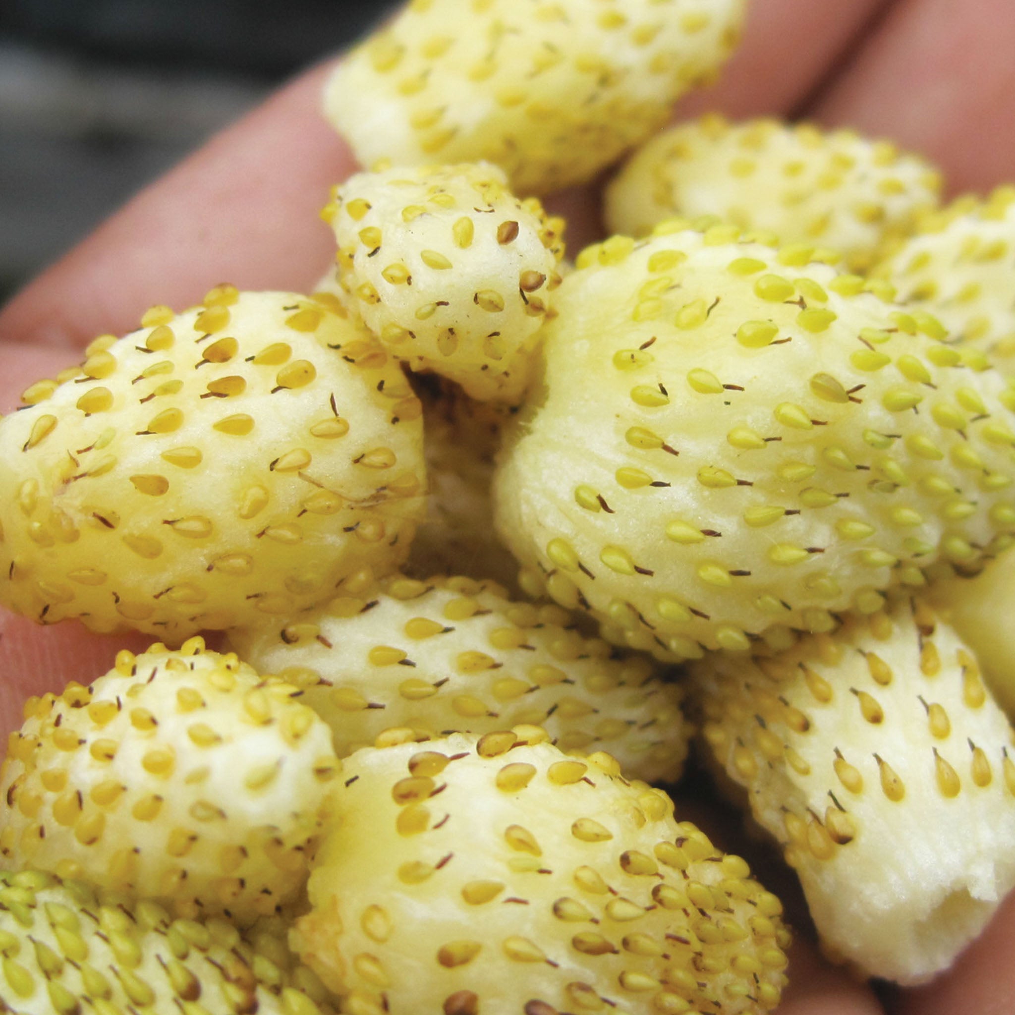 Alpine Yellow Wonder Strawberry