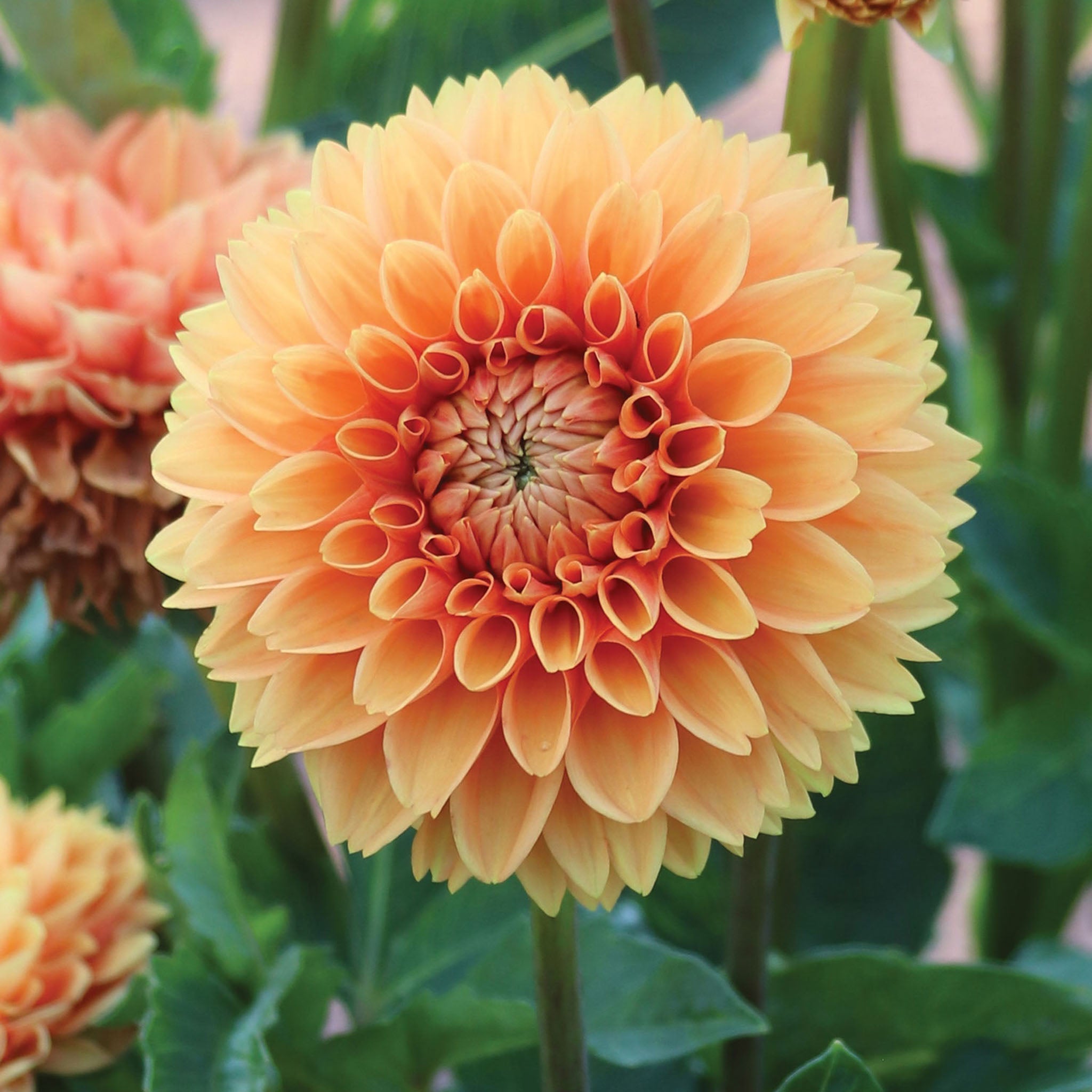 Cornel Bronze Dahlia Tubers