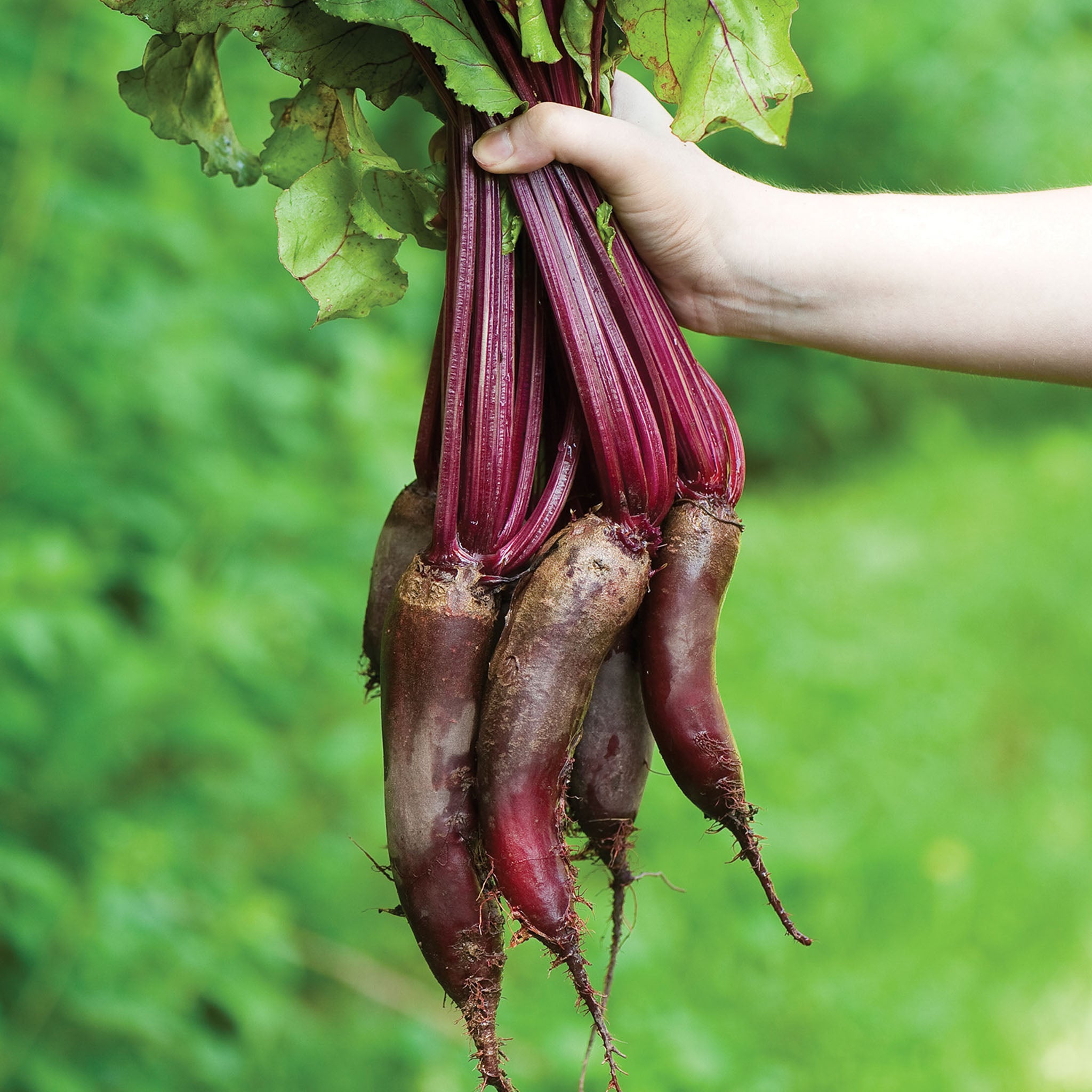 Cylindra Beet