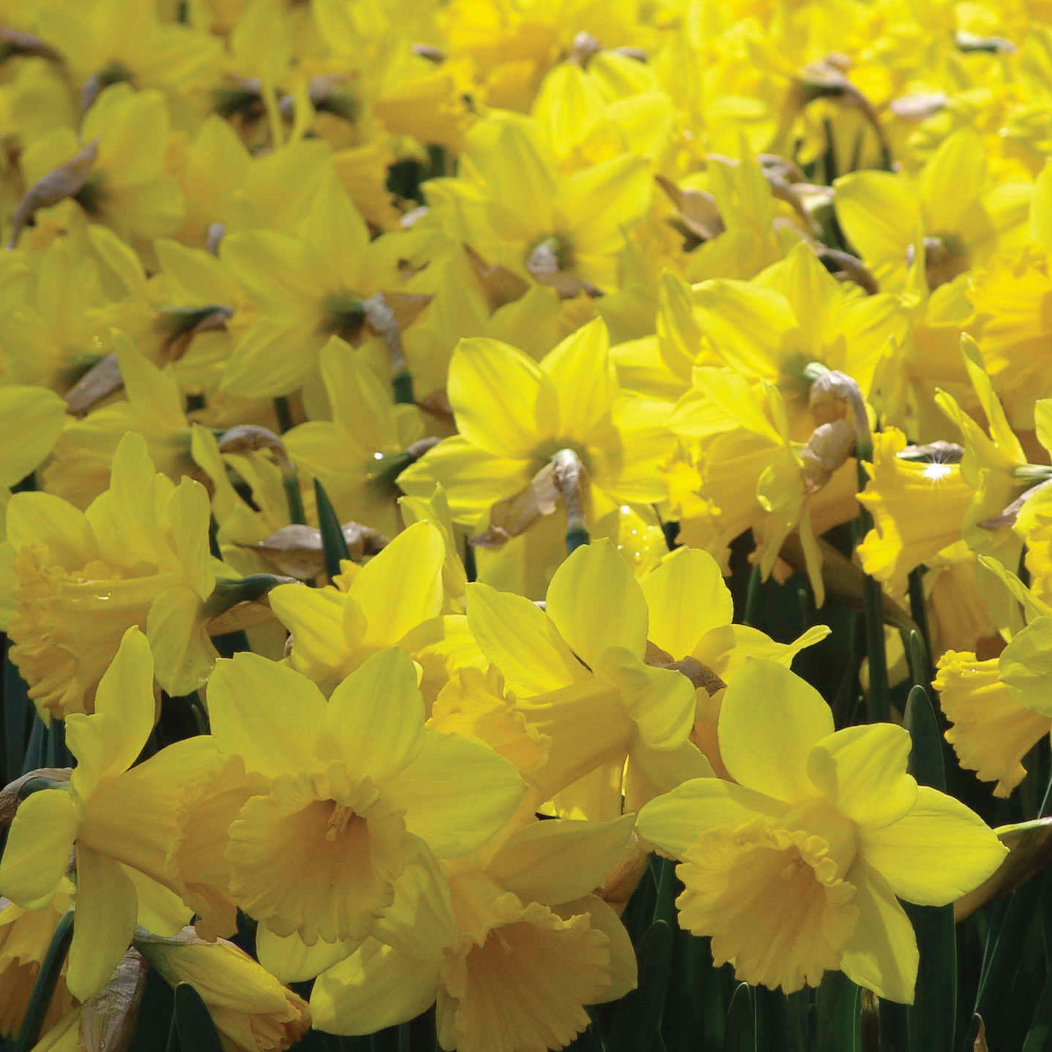 Yellow Trumpet 1/2 Bushel Daffodil Bulbs