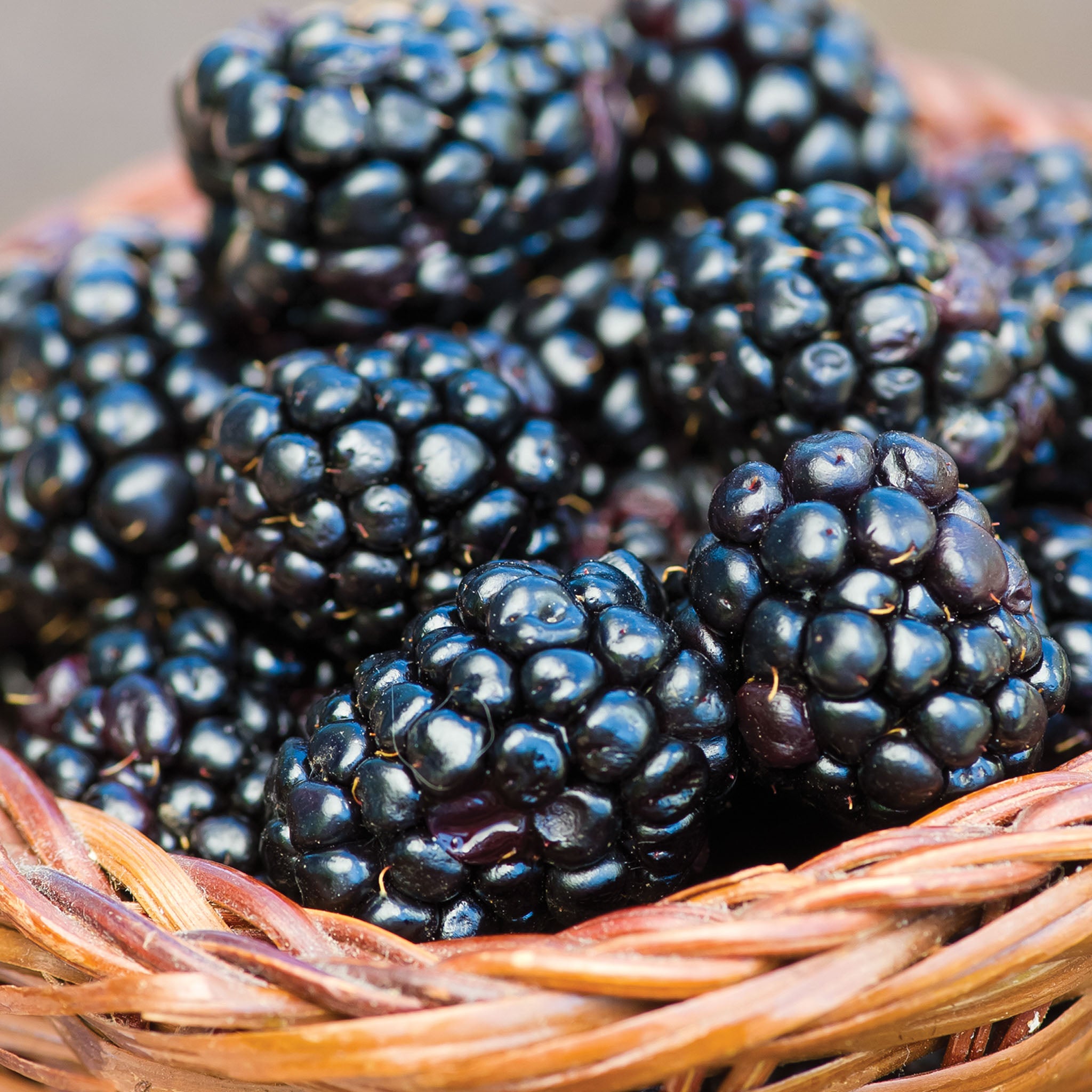 Prime-Ark 45® Blackberry