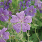 Rozanne Geranium