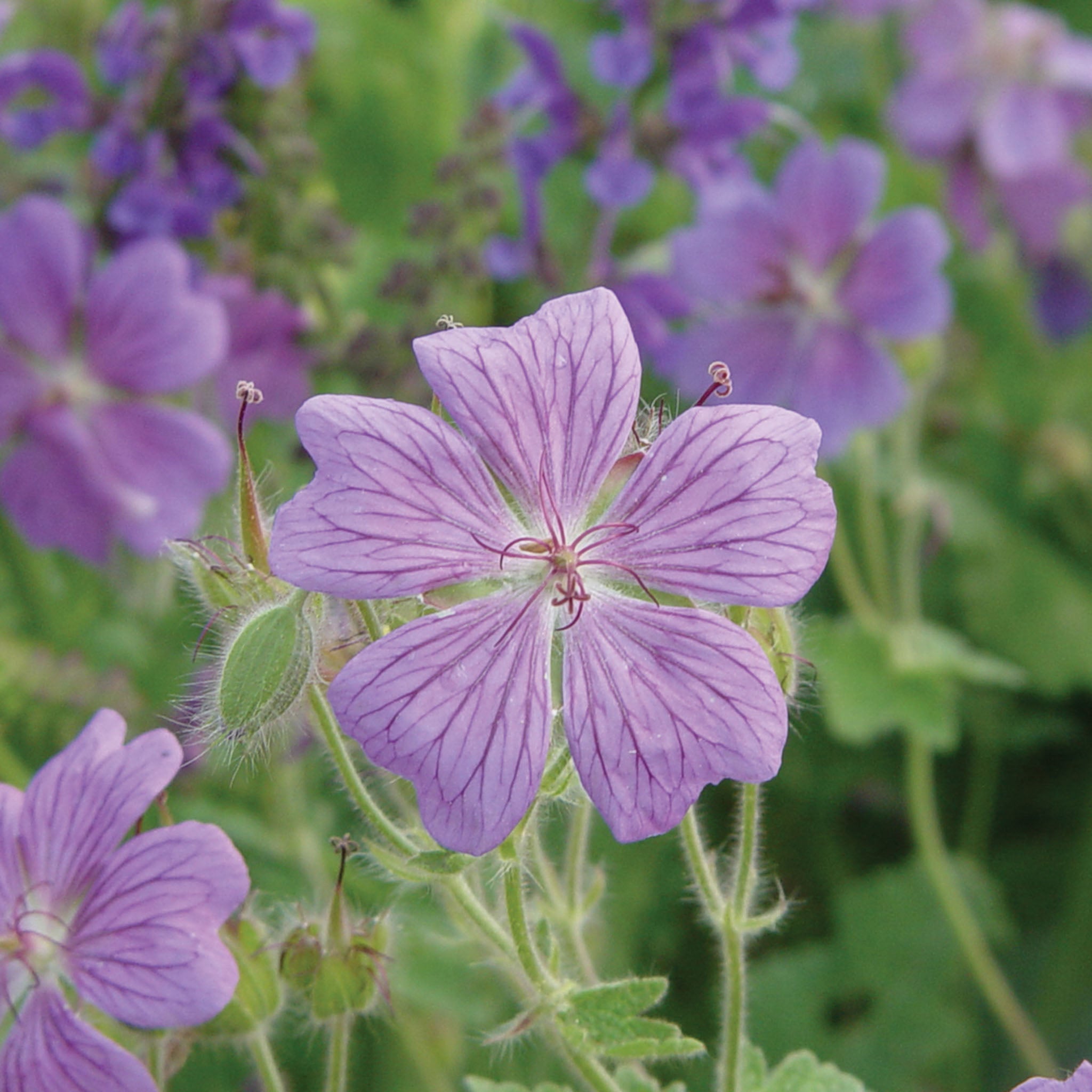 Rozanne Geranium