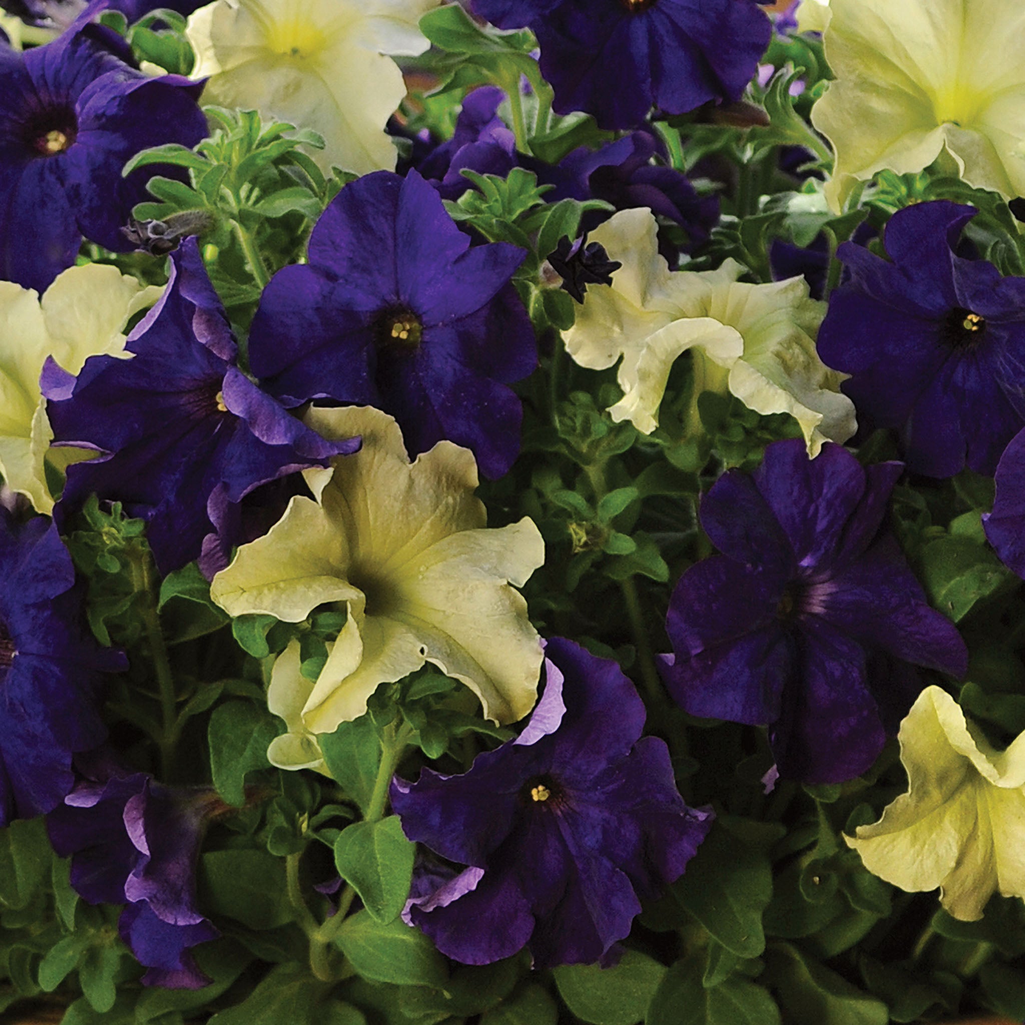 Blueberry Lime Jam Mix Petunia