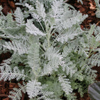 Silver Lace Dusty Miller