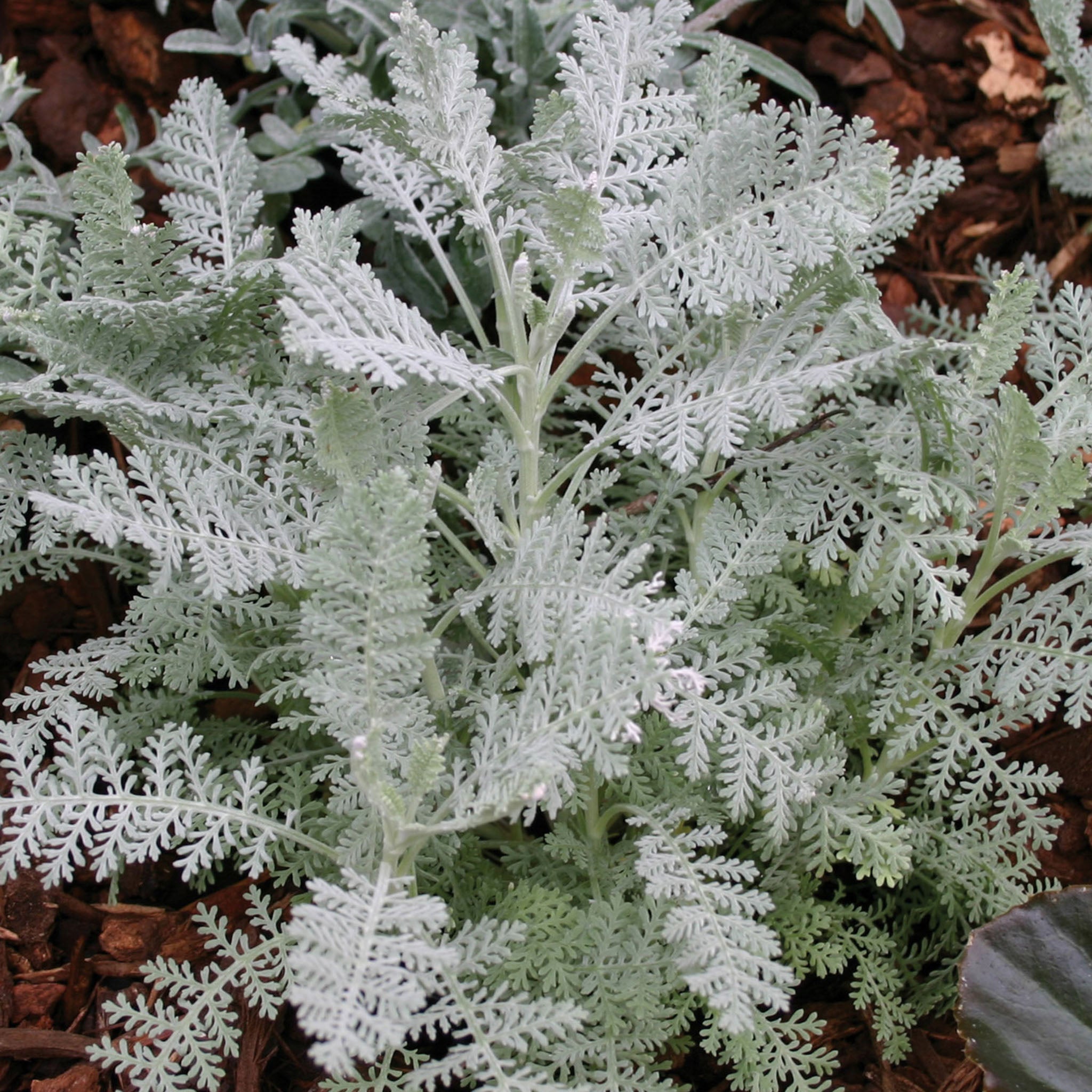 Silver Lace Dusty Miller
