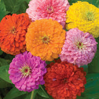 Giant Flowered Mixed Colors Zinnia