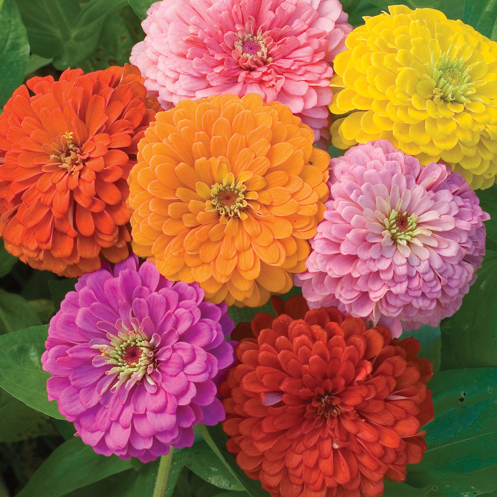 Giant Flowered Mixed Colors Zinnia