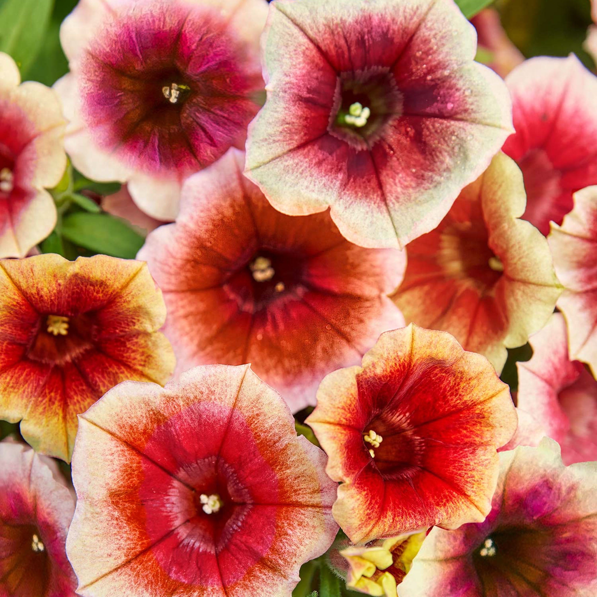 Fun House Peach Melba Petunia