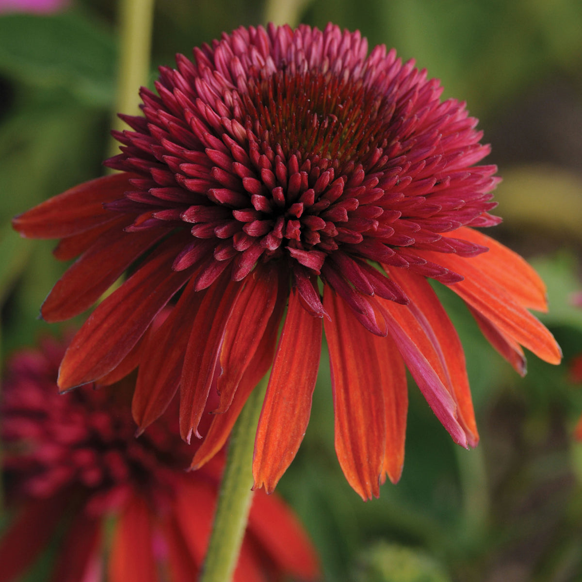 Double Scoop Orangeberry Echinacea