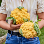 Flame Star Cauliflower