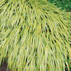 Aureola Hakonechloa