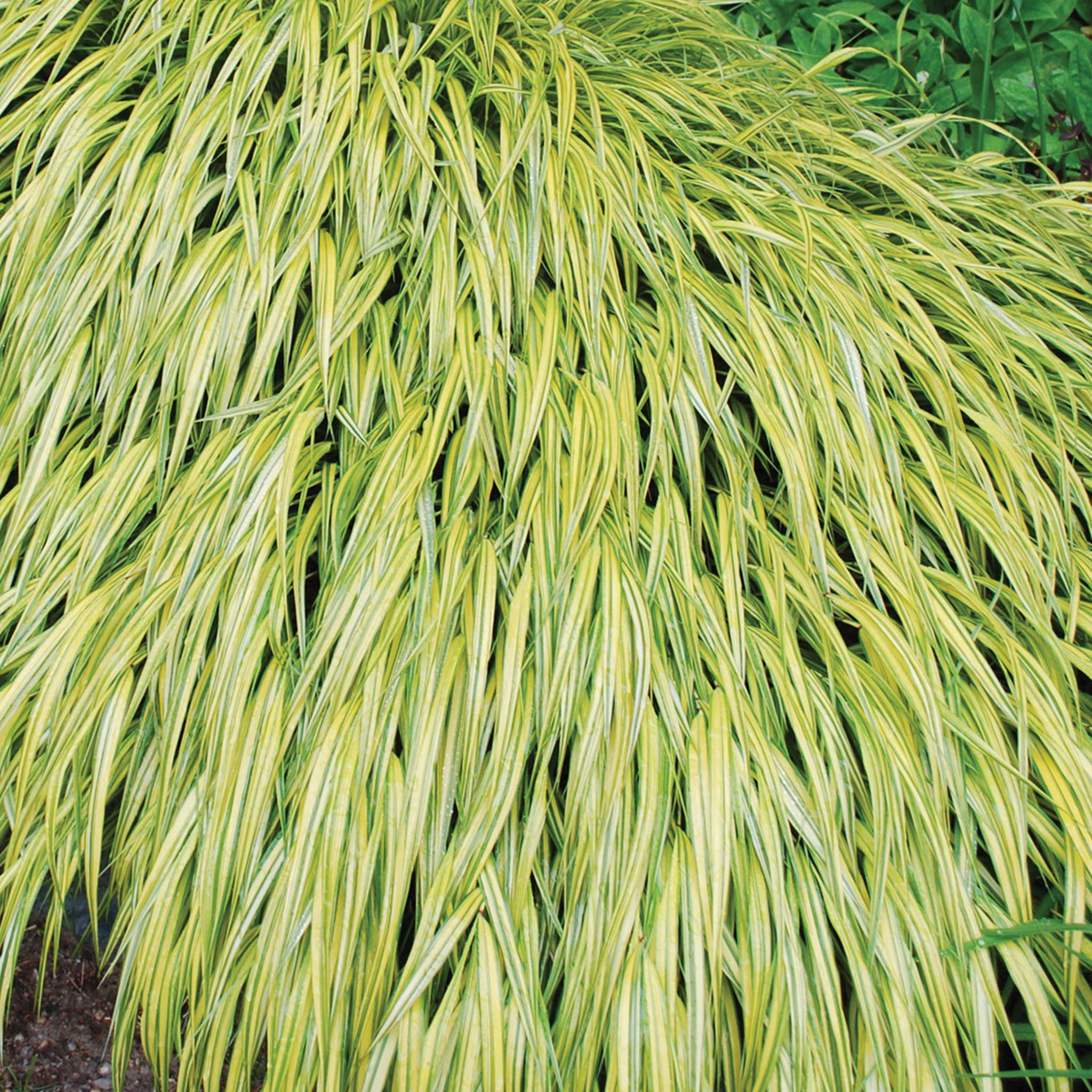 Aureola Hakonechloa