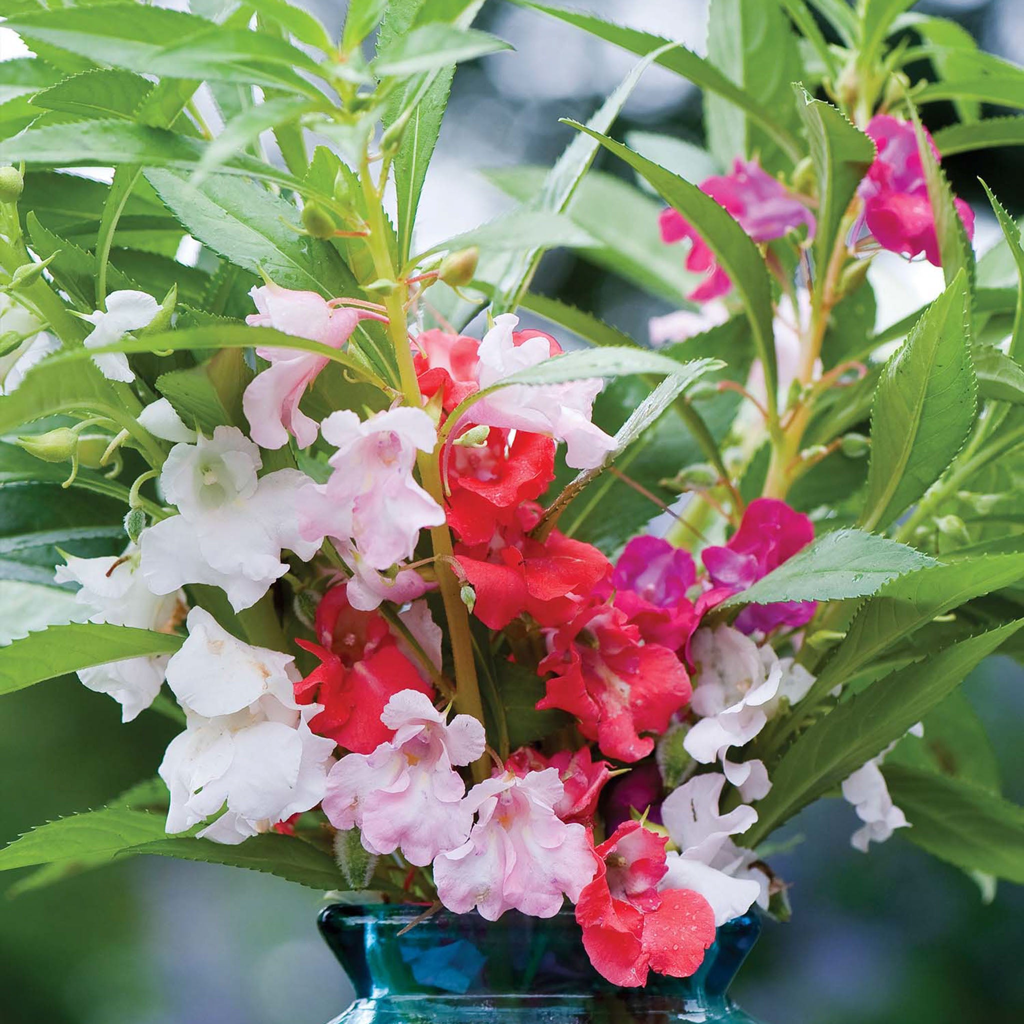 Mix Balsam