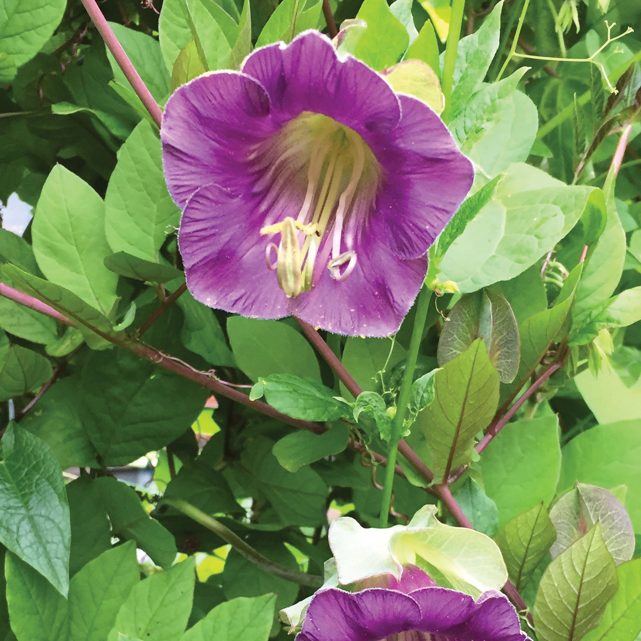 Cup and Saucer Vine (blue-purple) Cobaea Scandens