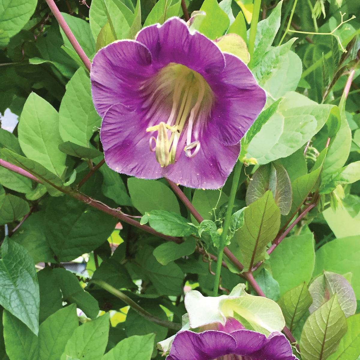 Cup and Saucer Vine (blue-purple) Cobaea Scandens
