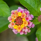 Landmark Rose Sunrise Lantana