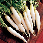 White Icicle Radish