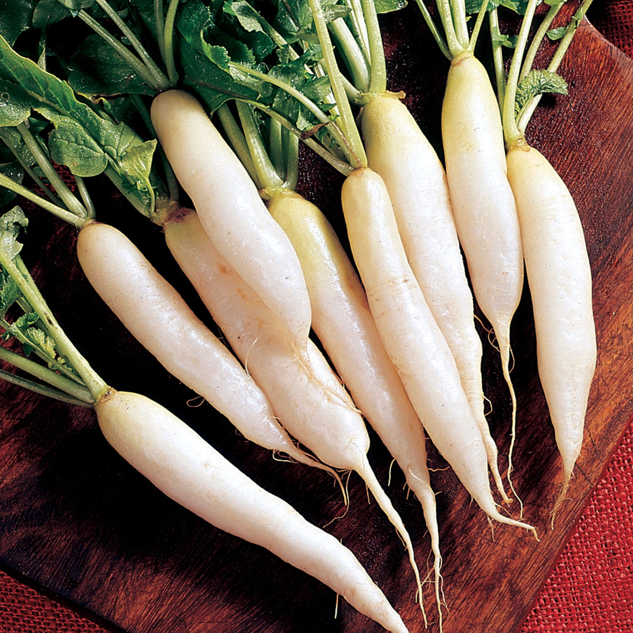 White Icicle Radish