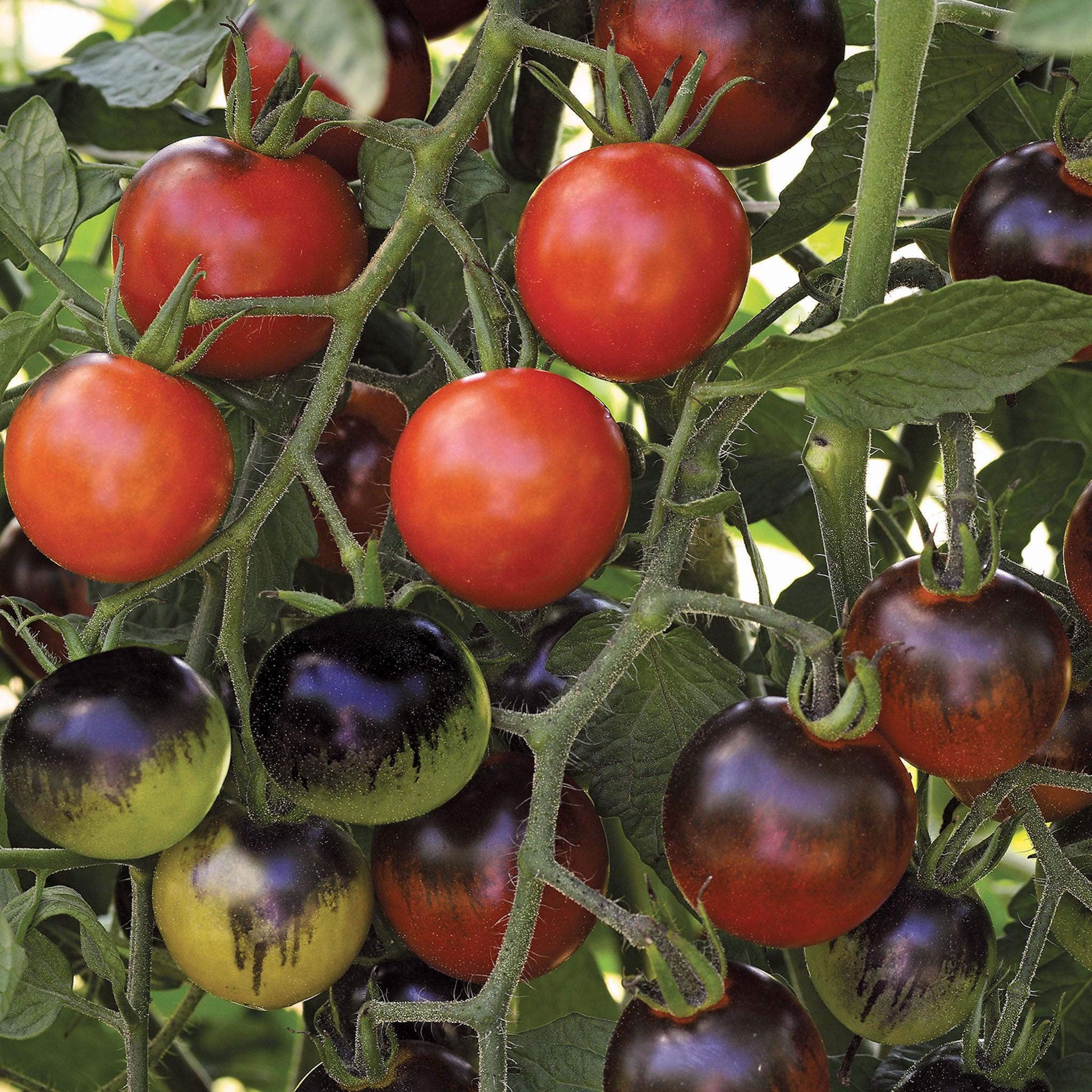 Midnight Snack Tomato