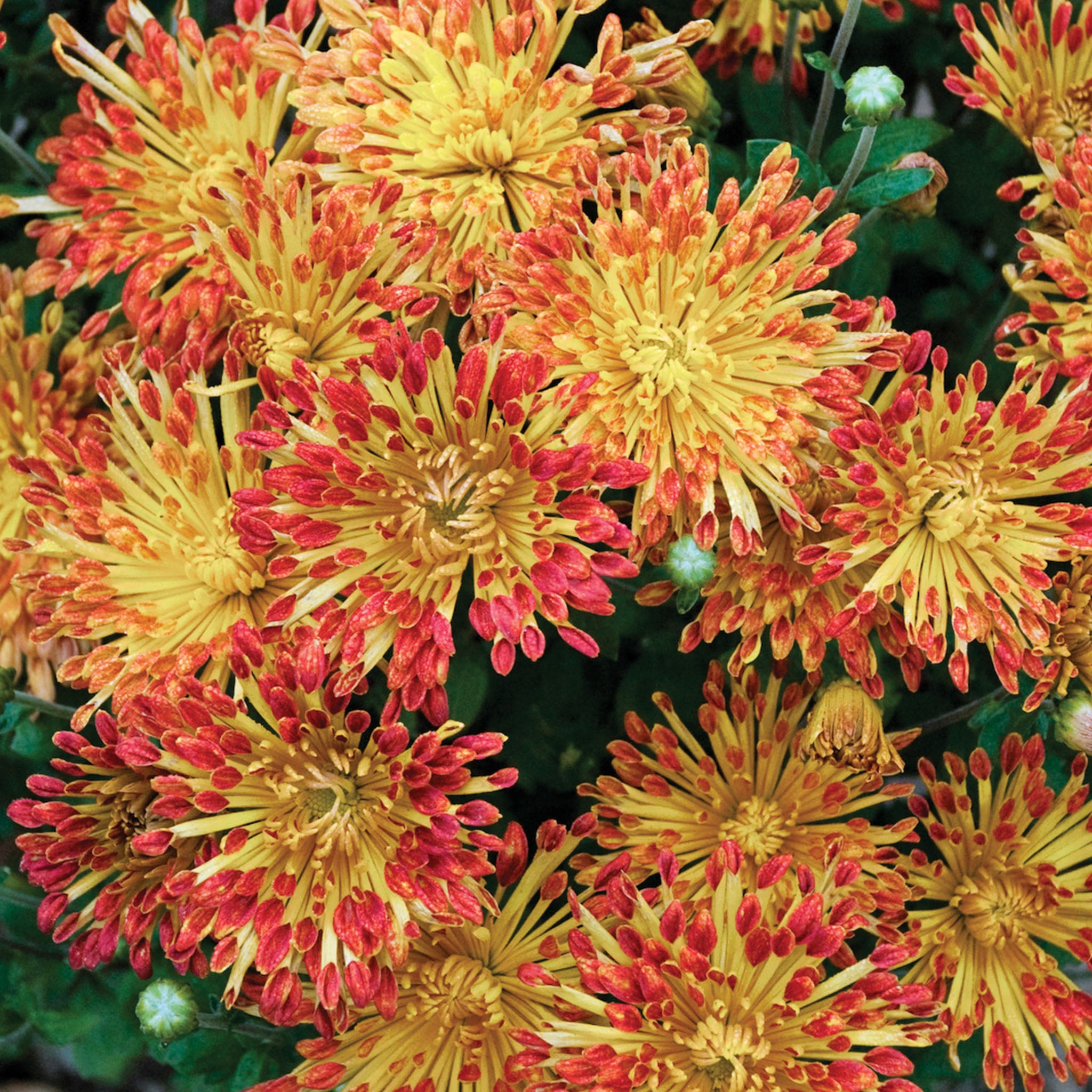 Matchsticks Chrysanthemum