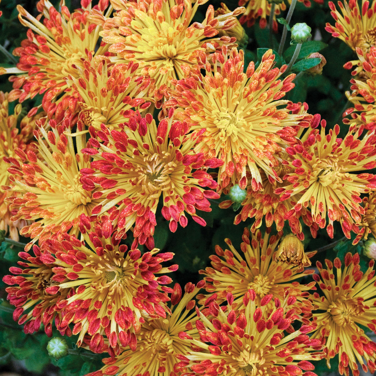 Matchsticks Chrysanthemum