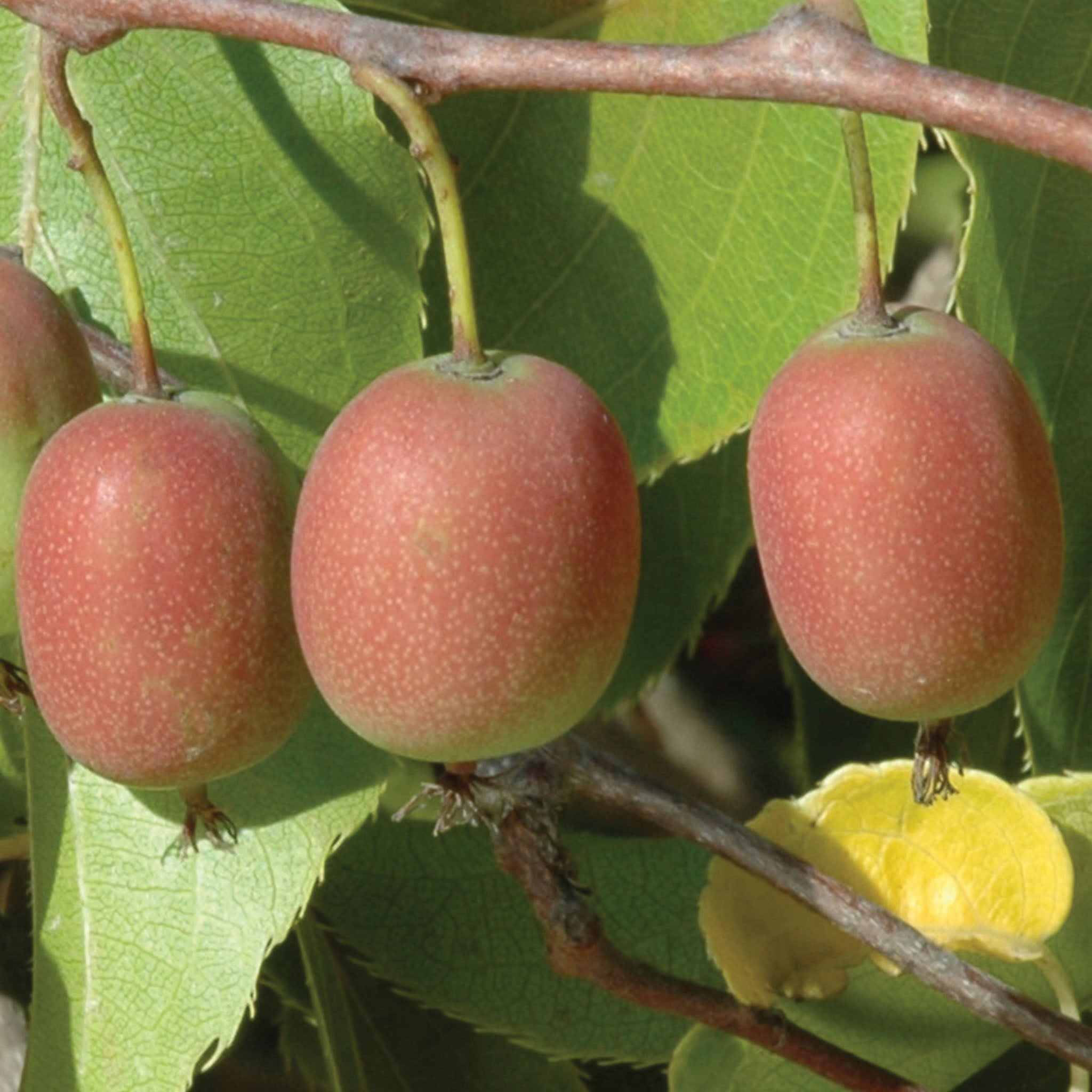 Hardy Green Kiwi Collection