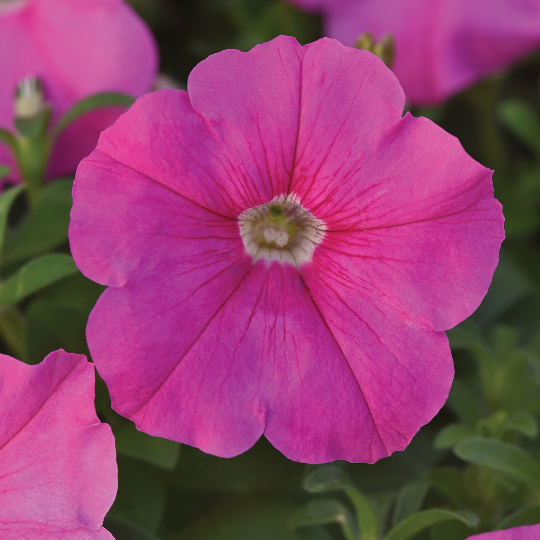 Pinkie Pop Petunia