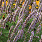 Blue Fortune Agastache