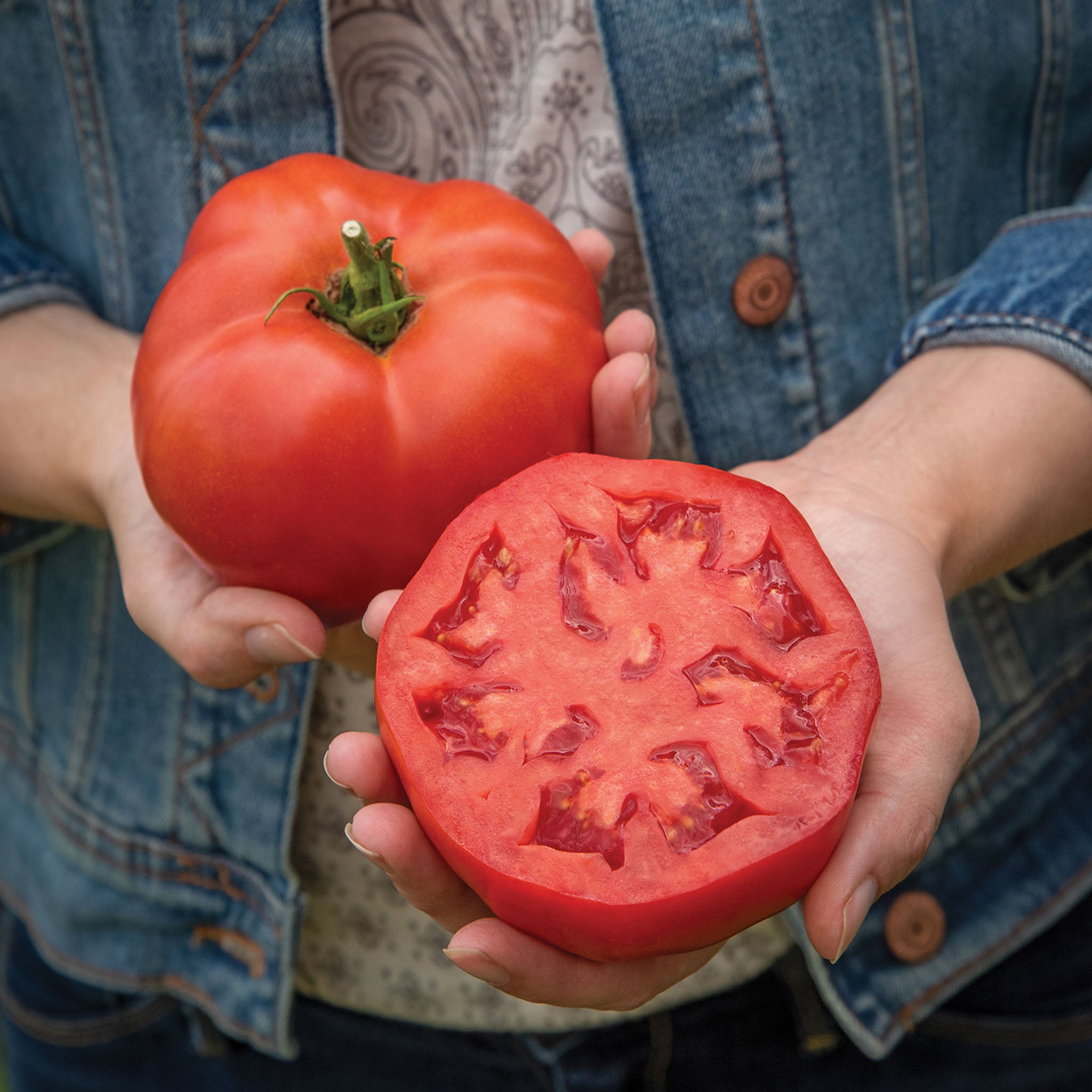 Bodacious Tomato