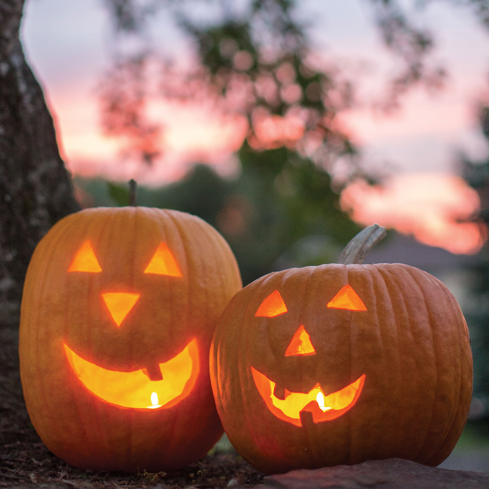 Jack O Lantern Pumpkin
