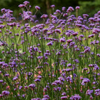 Vanity Verbena