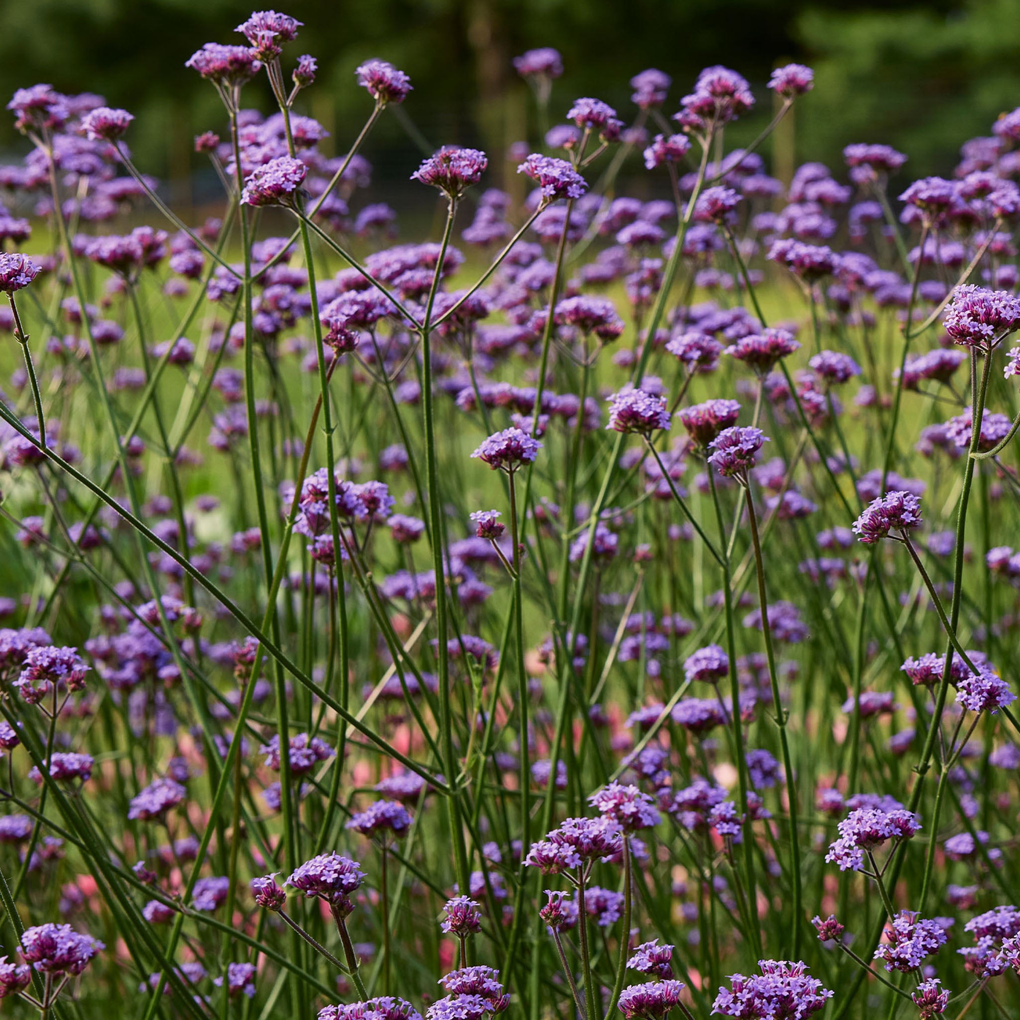 Vanity Verbena
