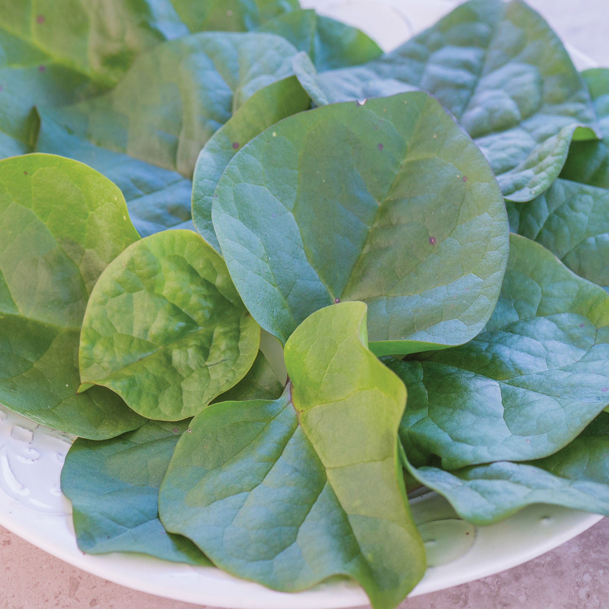 Red Stem Malabar Spinach