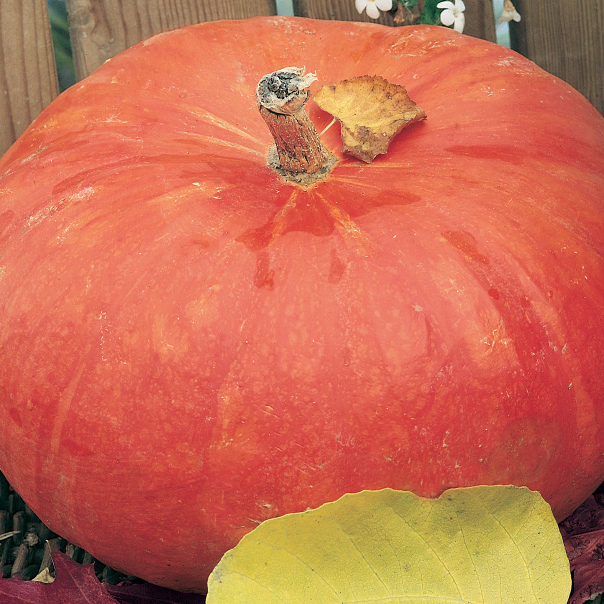 Rouge Vif dEtampes Pumpkin