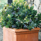 Peach Sorbet Blueberry