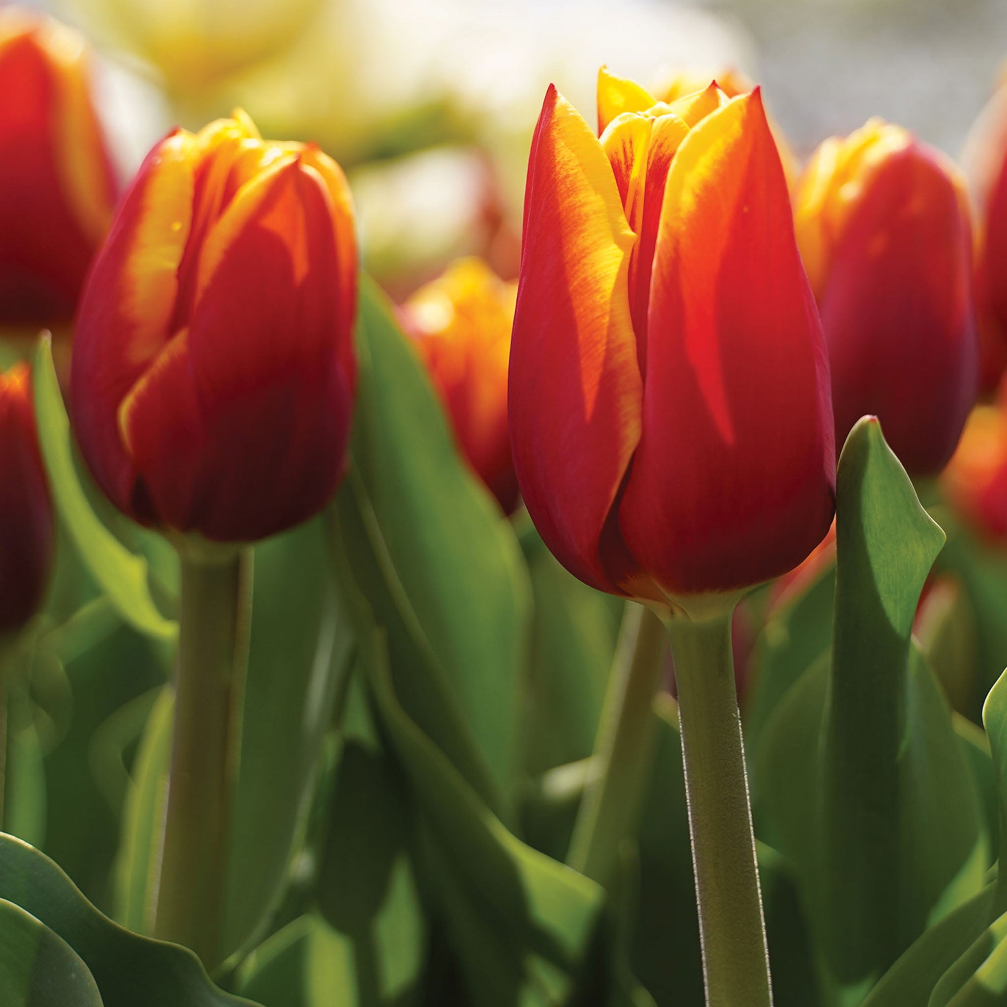 Flying Dragon Tulip Bulbs
