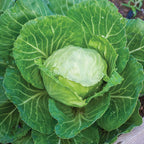 Earliana Cabbage