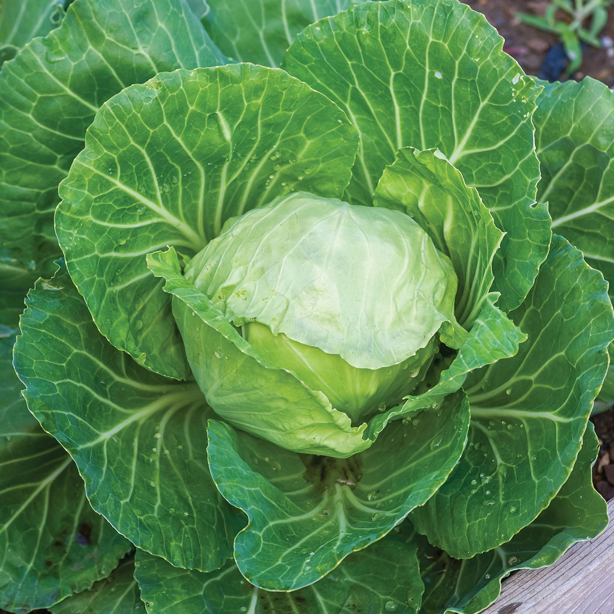 Earliana Cabbage