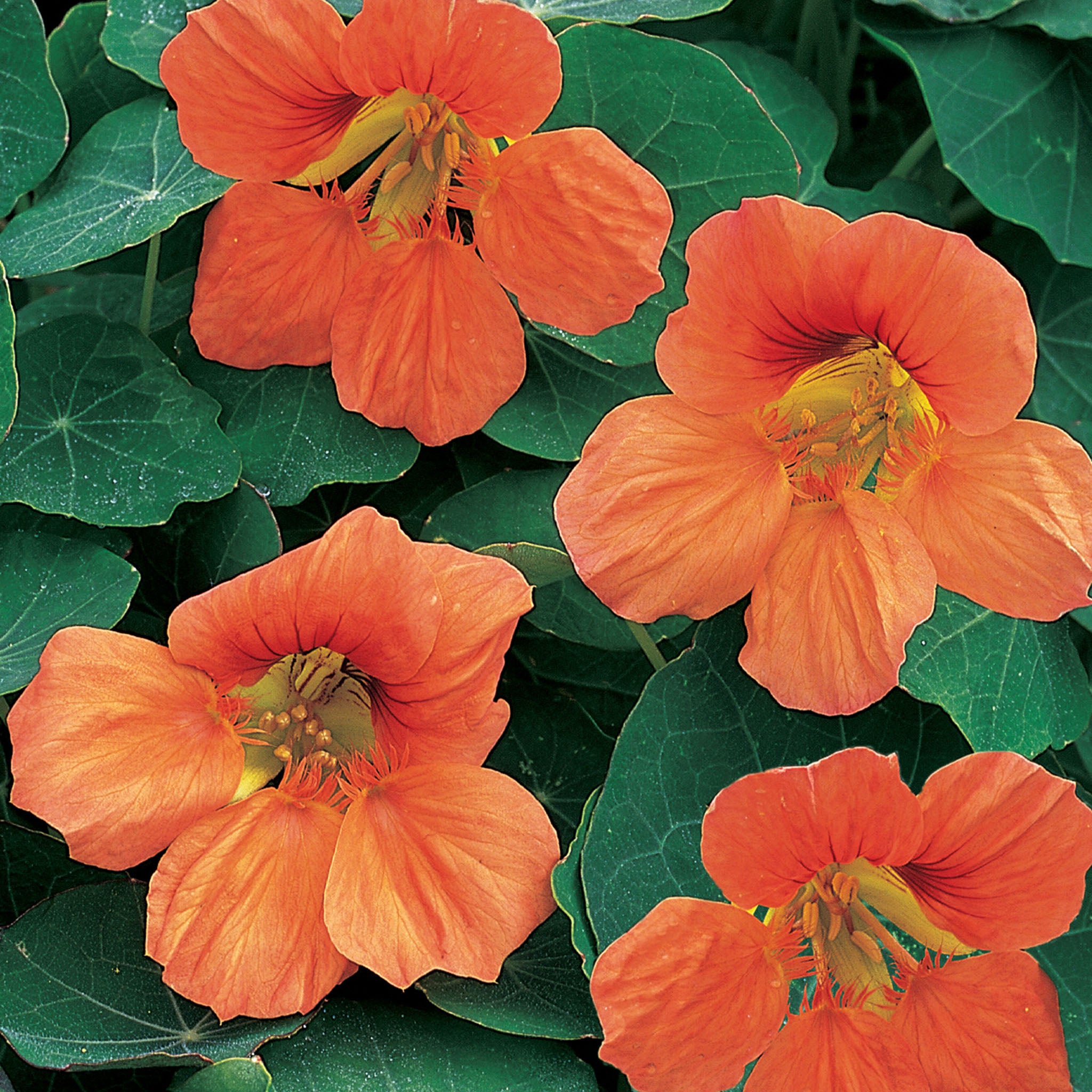 Vesuvius Nasturtium