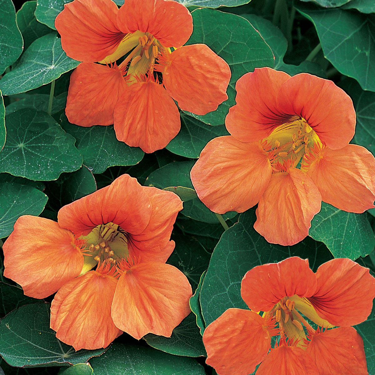 Vesuvius Nasturtium