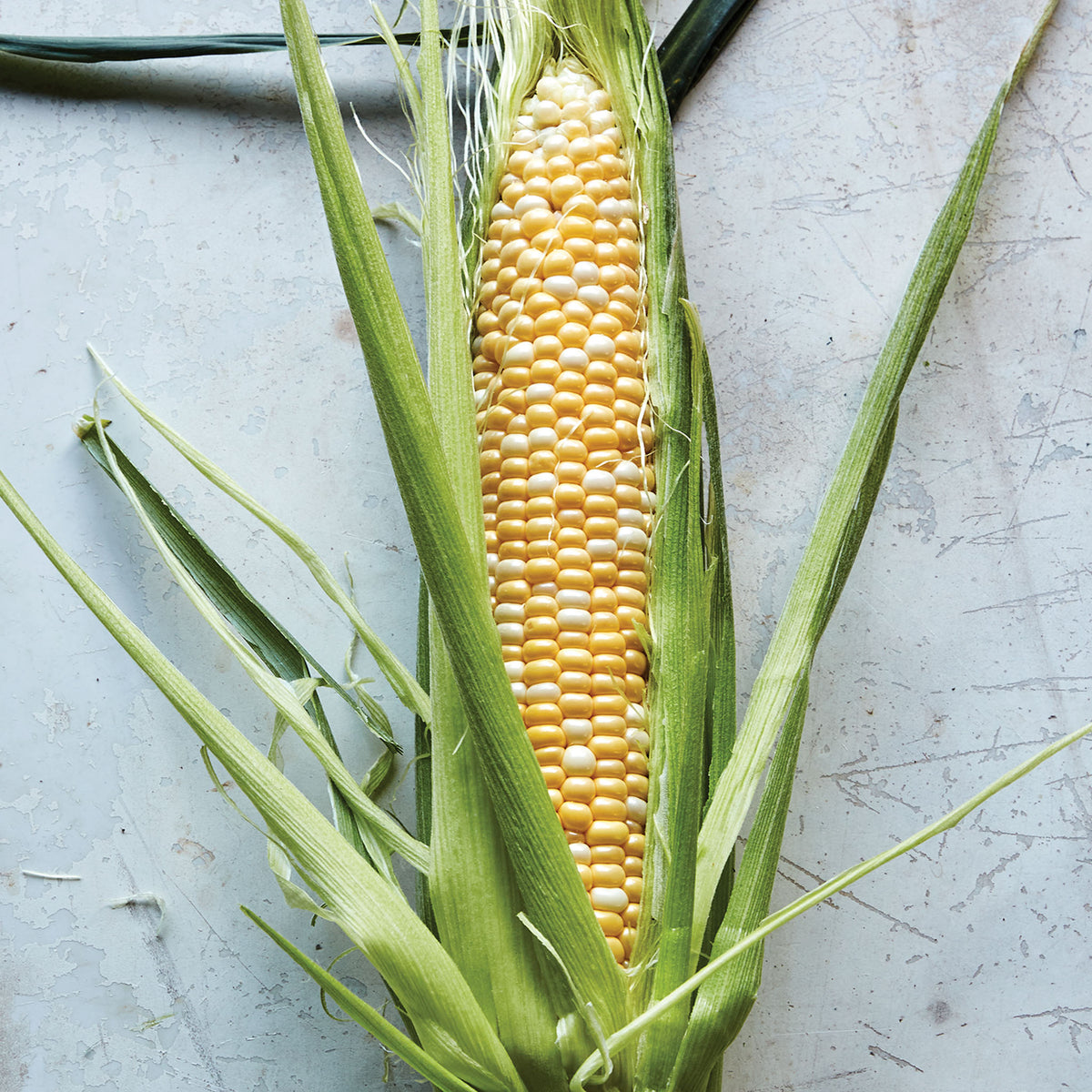 Sweetness Corn