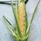Sweetness Corn