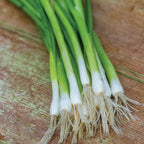 Evergreen Long White Bunching Onion